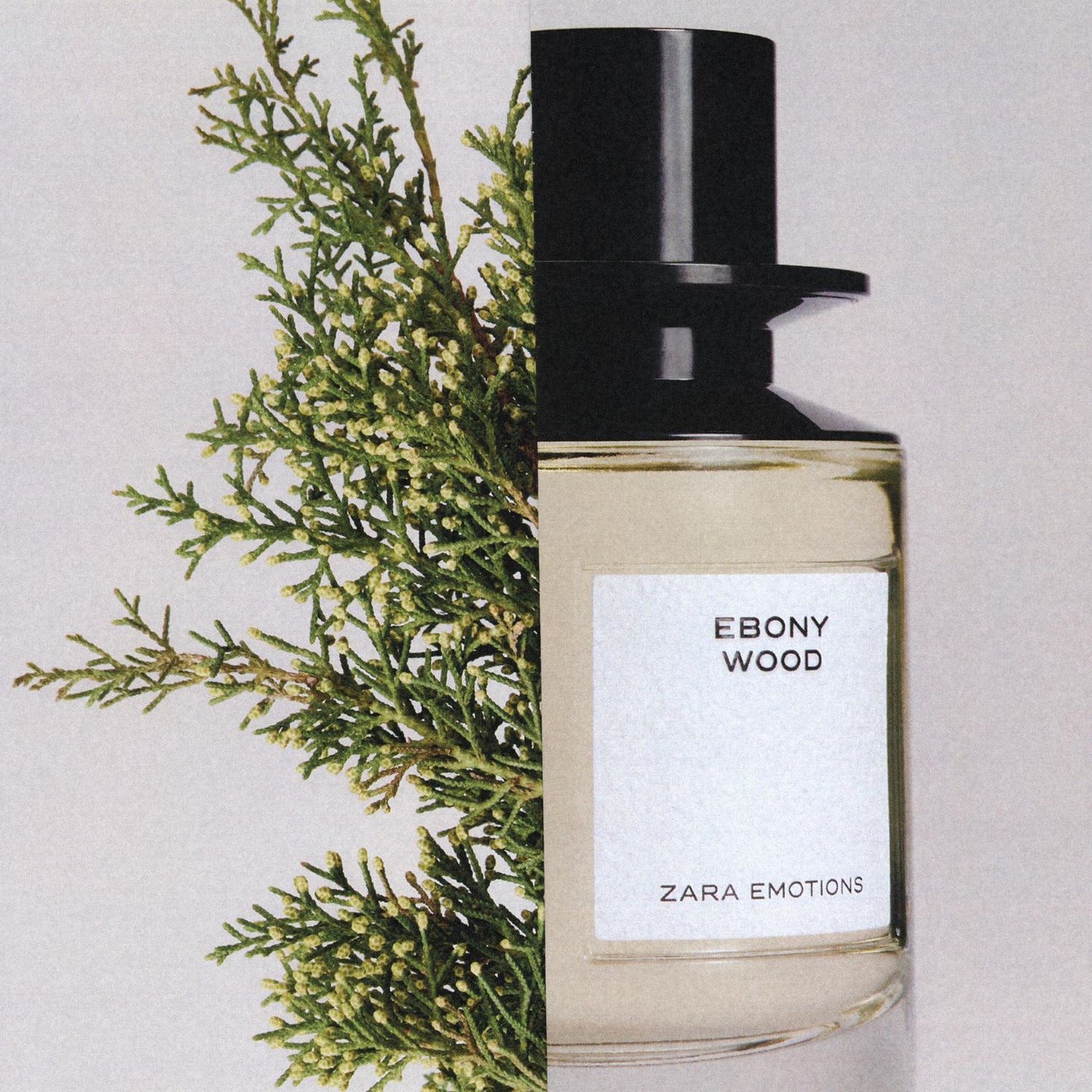 Zara Ebony Wood Decants/Samples